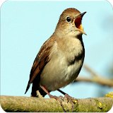 Chirping Bird Nightingale New icon