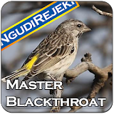 Master Kicau Blackthroat icon
