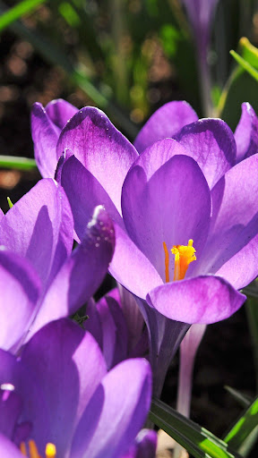 Android application Crocus Wallpapers screenshort