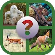 Guess the Animal  Icon