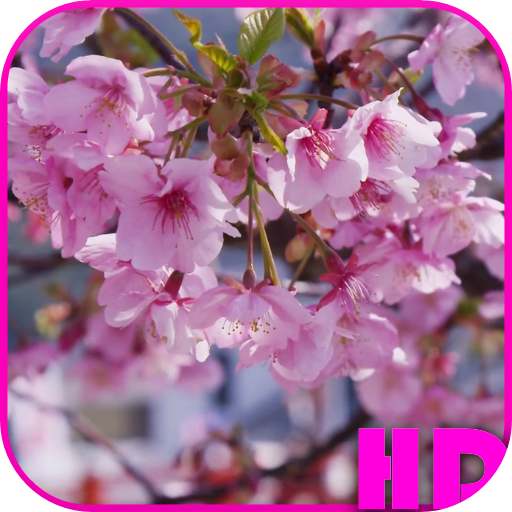 Cherry Blossom Video Wallpaper logo