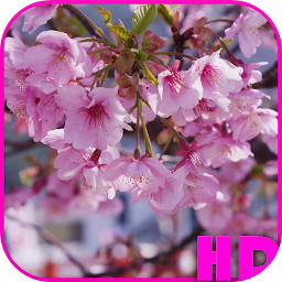 Icon image Cherry Blossom Video Wallpaper