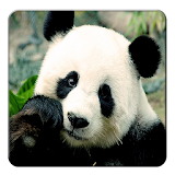 Panda Live Wallpaper icon