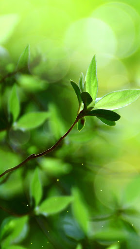 Spring Buds Live Wallpaper Screen 2