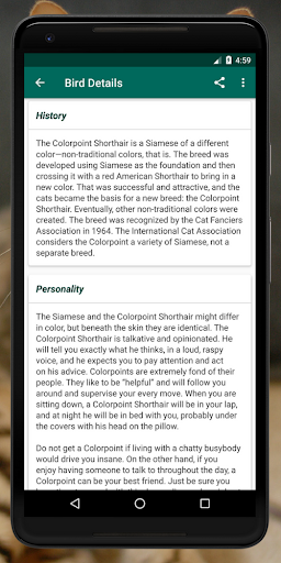 Cat Breed Somali Rex burmes