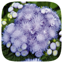 HD Wallpaper - Floss Ageratum Flower icon