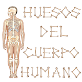 Huesos del Cuerpo Humano icon