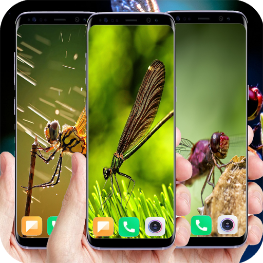 500+Dragonfly Wallpaper Download on Windows