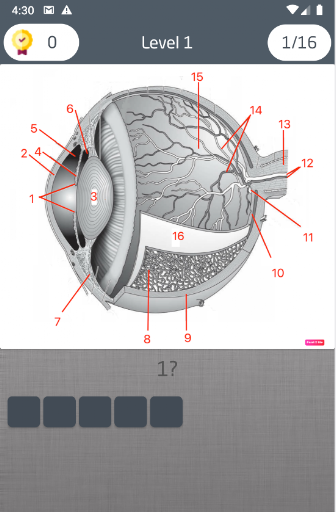 Eye Anatomy Quiz Screenshot 3 - AppWisp.com