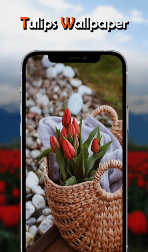 Tulips Flowers Wallpapers HD Screen 3