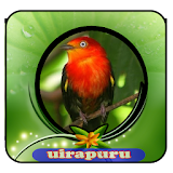 Canto de Pássaros de Uirapuru|100% Offline icon