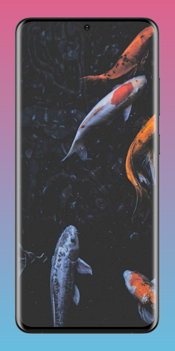 Android application Koi Fish Pond Wallpaper HD 4K screenshort