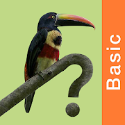 Costa Rica Birds FGuide Basic  Icon