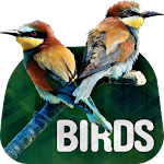 Cover Image of Baixar Birds Wallpapers in 4K  APK