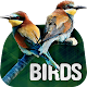 Birds Wallpapers in 4K