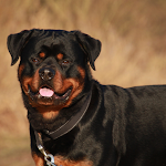 Cover Image of Download Rottweiler dogs wallpapers - New HD images 2 APK