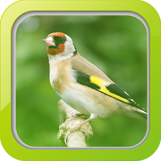 Masteran Burung Goldfinch  Icon