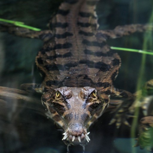 Crocodile Wallpapers logo