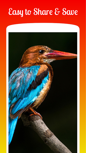 Kingfisher HD Wallpapers