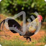 Junglefowl Sounds Ringtone