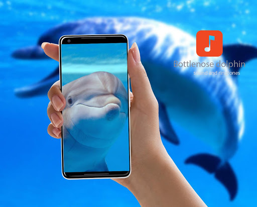 Android application Bottlenose dolphin Sounds screenshort