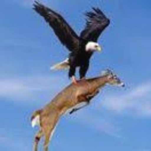 Eagle bird wallpaper HD Download on Windows