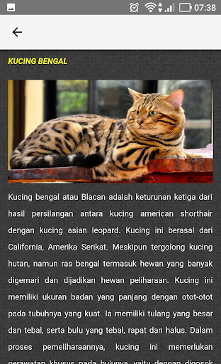Panduan Lengkap Kucing