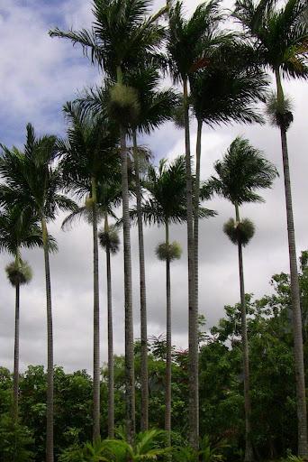 Hawaii Nature Wallpapers