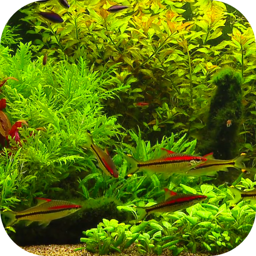 Real Aquarium Wallpaper logo