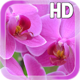 Pink Orchid LWP Free icon