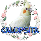 Calopsita cantando icon