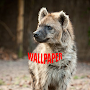 Hyena Wallpapers