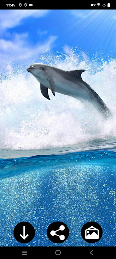 Dolphin Wallpapers Screen 3