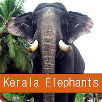 Kerala Elephants