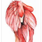 Cover Image of ダウンロード Flamingo Wallpaper 1.0 APK