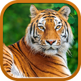 Wild Tiger Wallpaper icon