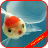 The Great Fish Wallpaper icon