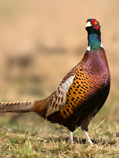 Android application Pheasant sounds screenshort