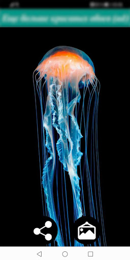 Download Jellyfish Wallpapers Free for Android - Jellyfish Wallpapers APK  Download 