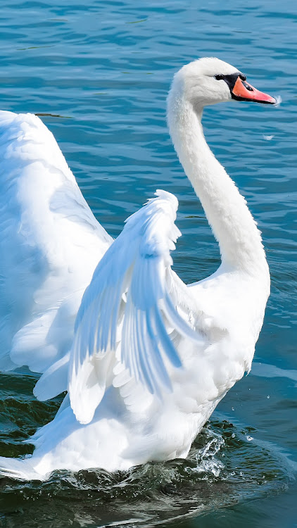 Swan Wallpapers,puzzle - 2.0 - (Android)