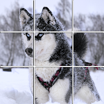 Cover Image of Télécharger Slide Puzzles Siberian Husky  APK