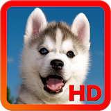 Husky HD Wallpapers icon