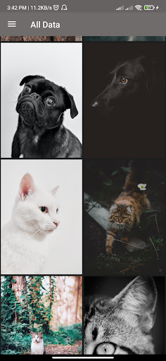 cats dogs wallpaper Screen 3