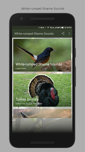 Android application White-rumped Shama Sounds screenshort