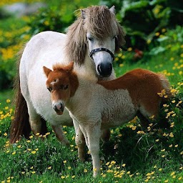 Horses Jigsaw Puzzles