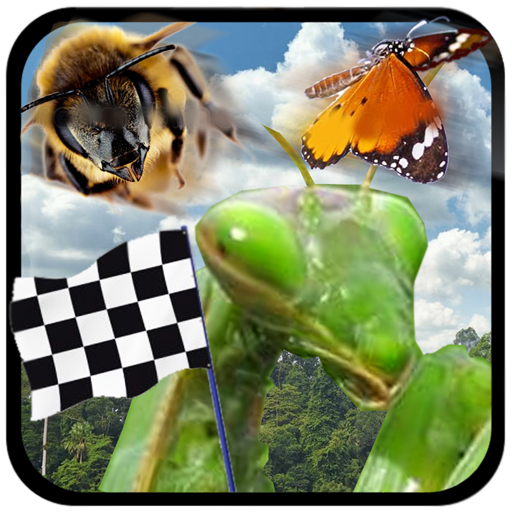 Insect Race