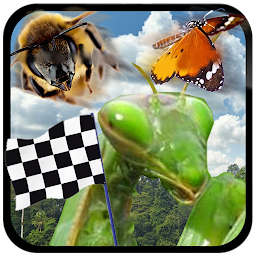 Icon image Insect Race