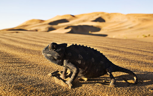 Chameleon Wallpaper HD Screen 3