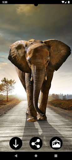 Android application Elephant Wallpapers screenshort