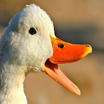 Cover Image of Tải xuống Duck sounds 1.0 APK